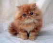 red tabby